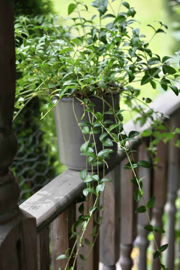 periwinkle in a pot