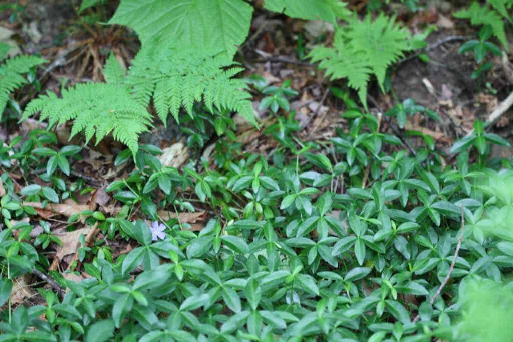 periwinkle in the garden