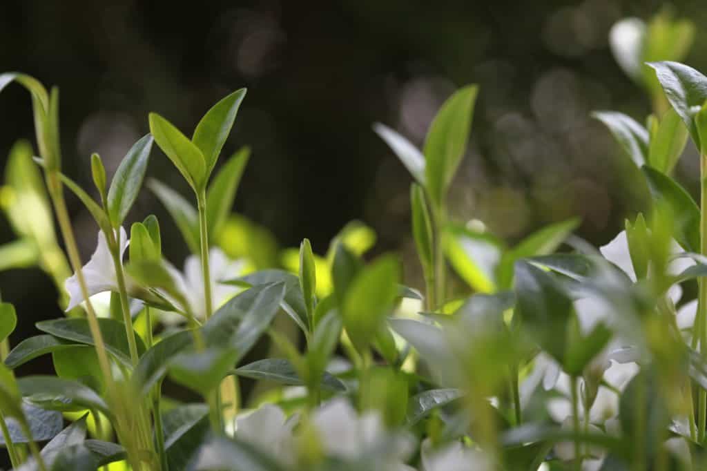 green periwinkle stems growing in the garden