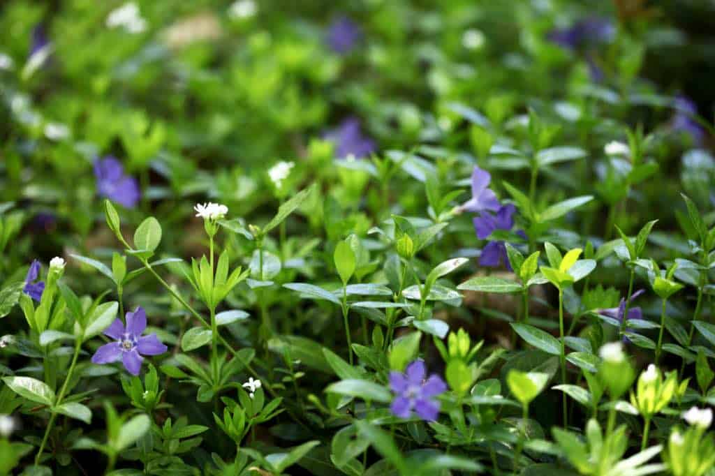 green leaves and purple flowers of periwinkle , or creeping myrtle in the garden