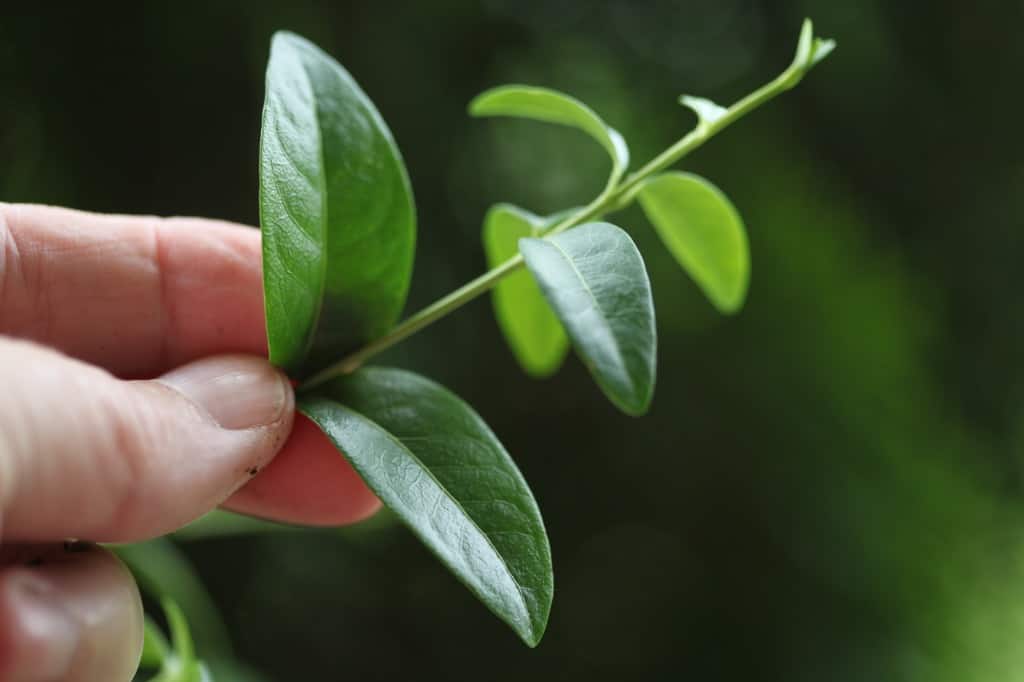 a hand holding periwinkle leaves