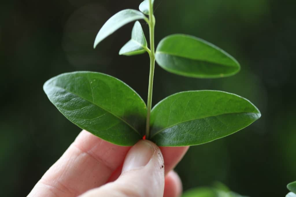 a hand holding a stem with green periwinkle leaves