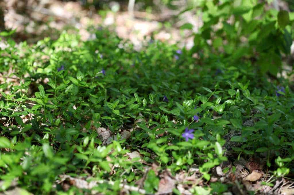 green leaves of periwinkle making a dense ground cover