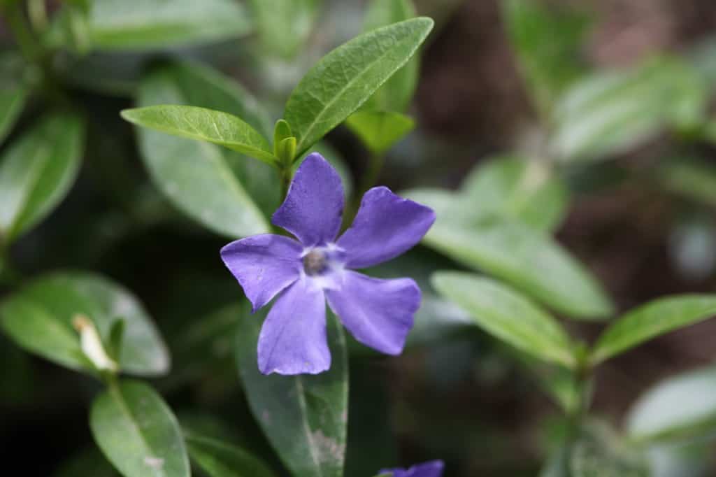 a purple periwinkle flower and green leaves in the garden