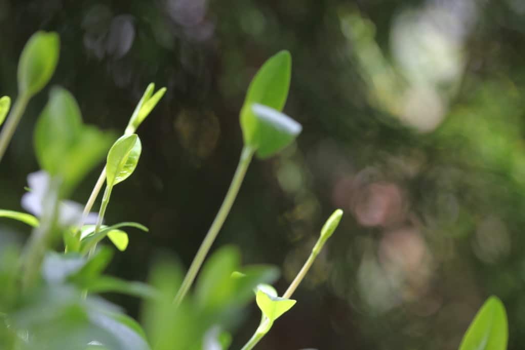 stems reaching up towards the light