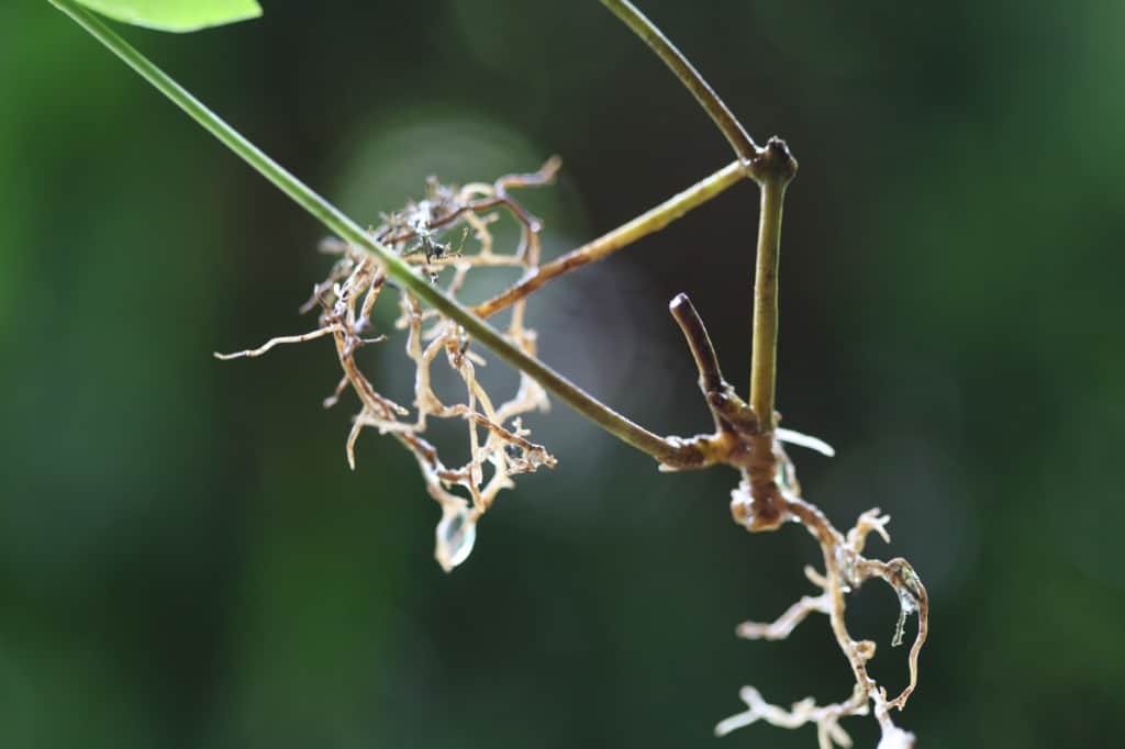  vine with roots