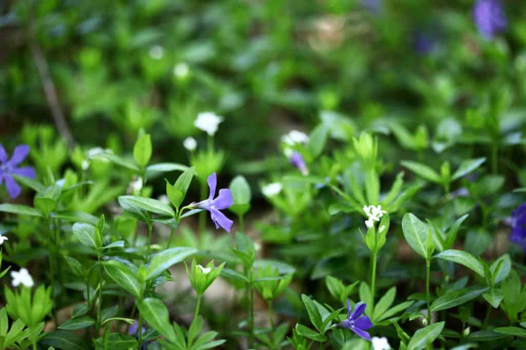 periwinkle ground cover in the garden