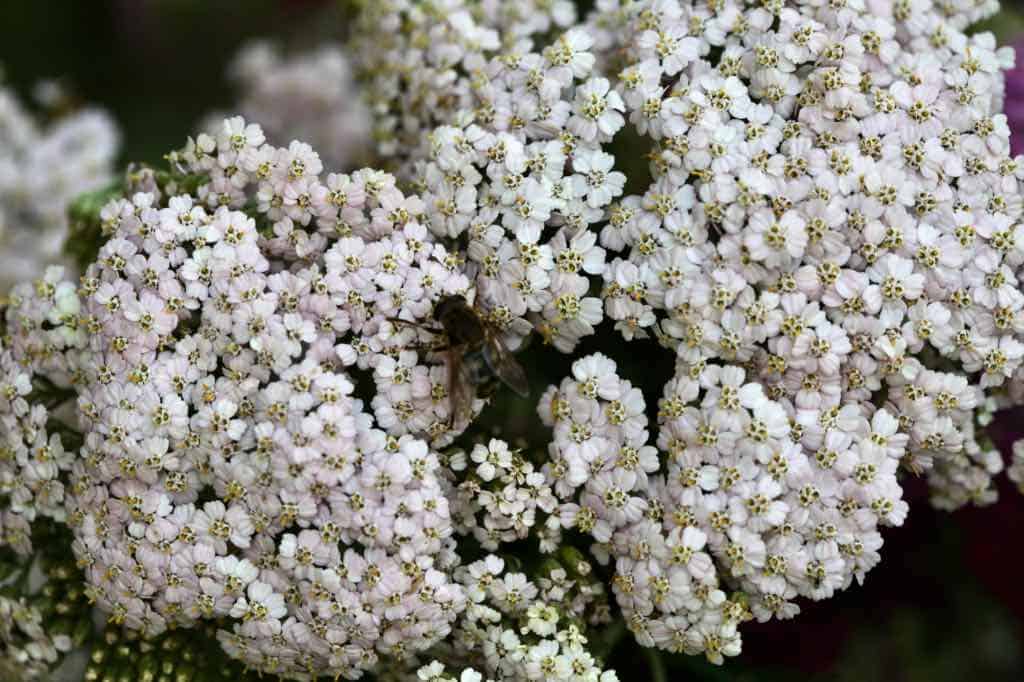 white yarrow flowers