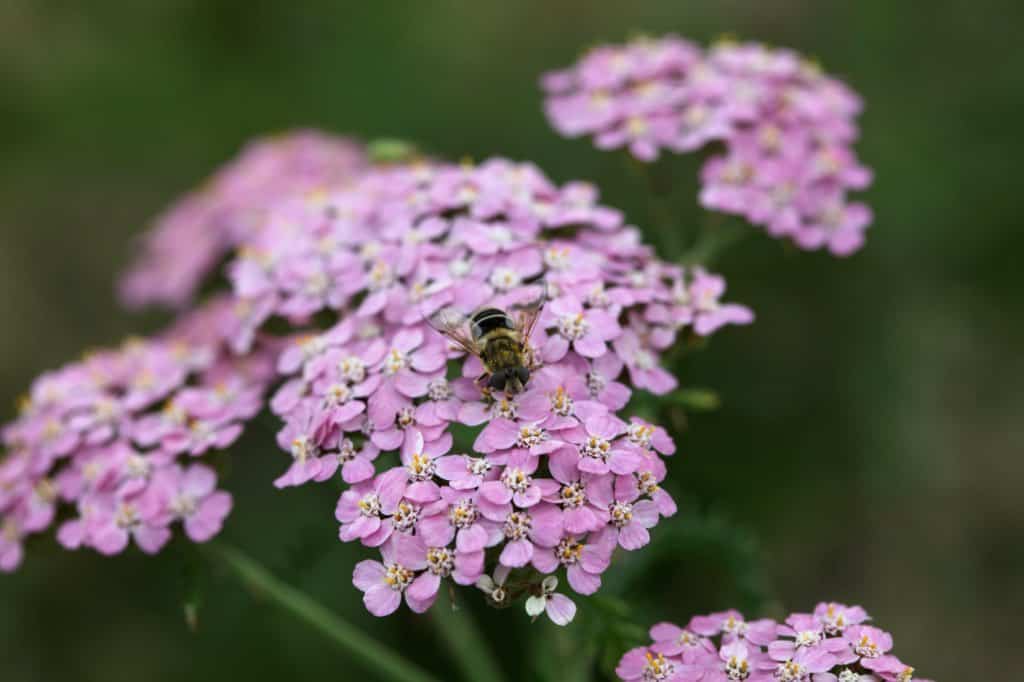 pink yarrow flowers with a bee