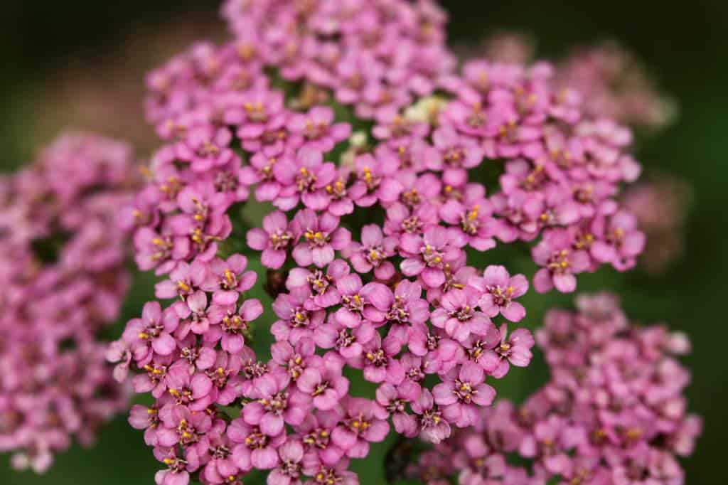 pink yarrow flower from  Colorado mix