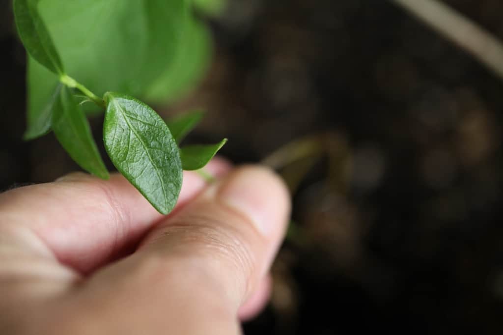 transplanting periwinkle