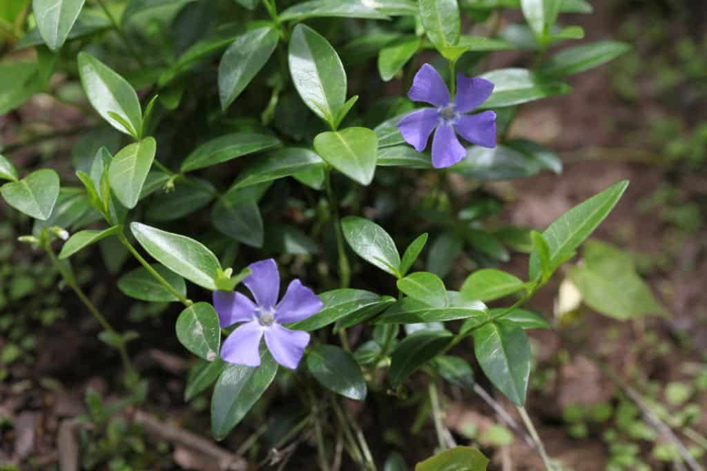 periwinkle leaves and purple flowers in the garden