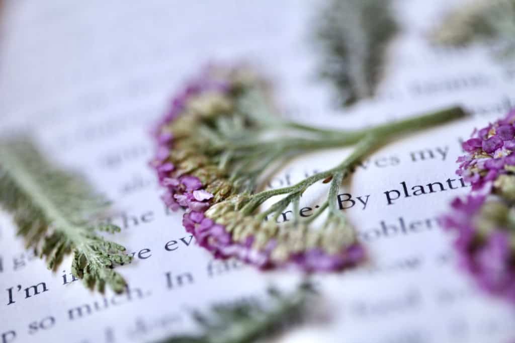 pressed yarrow flowers in a book