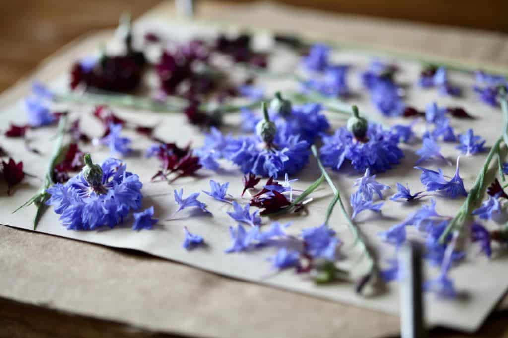 pressing bachelor buttons in a flower press