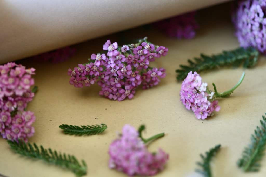 pressing flowers in a flower press