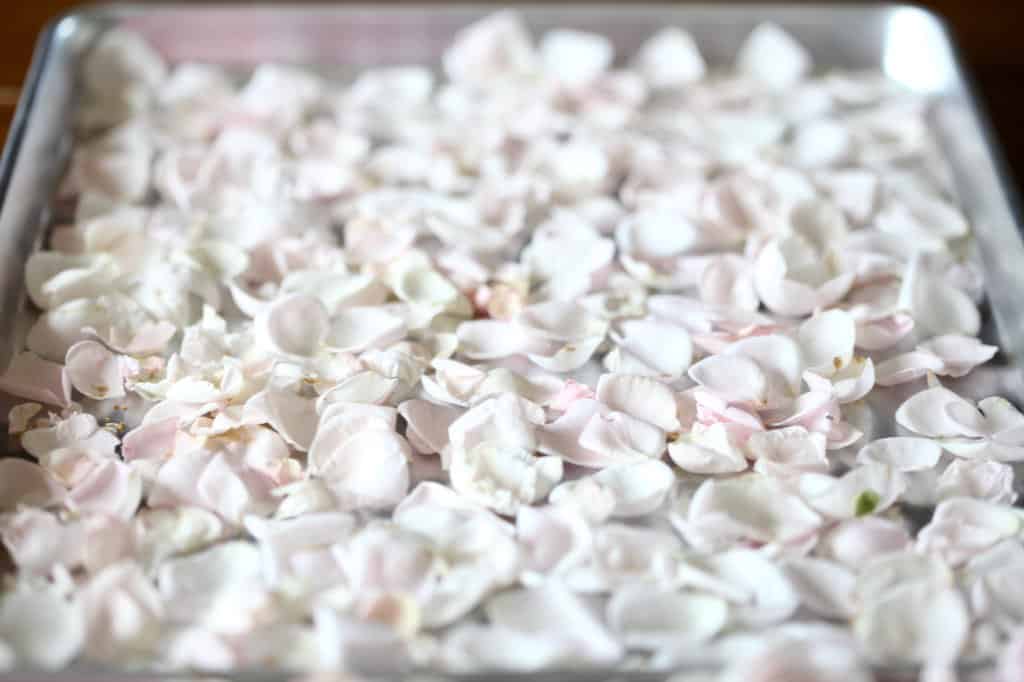 rose petals on a baking sheet prepared for drying in the oven
