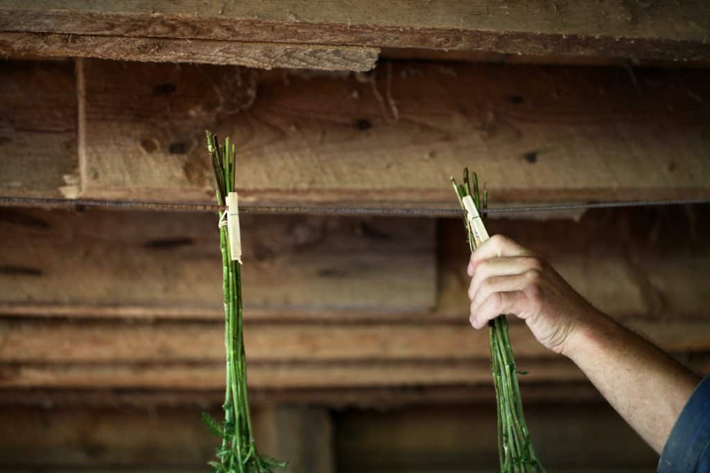 a hand hanging flowers on a drying line with clothespins