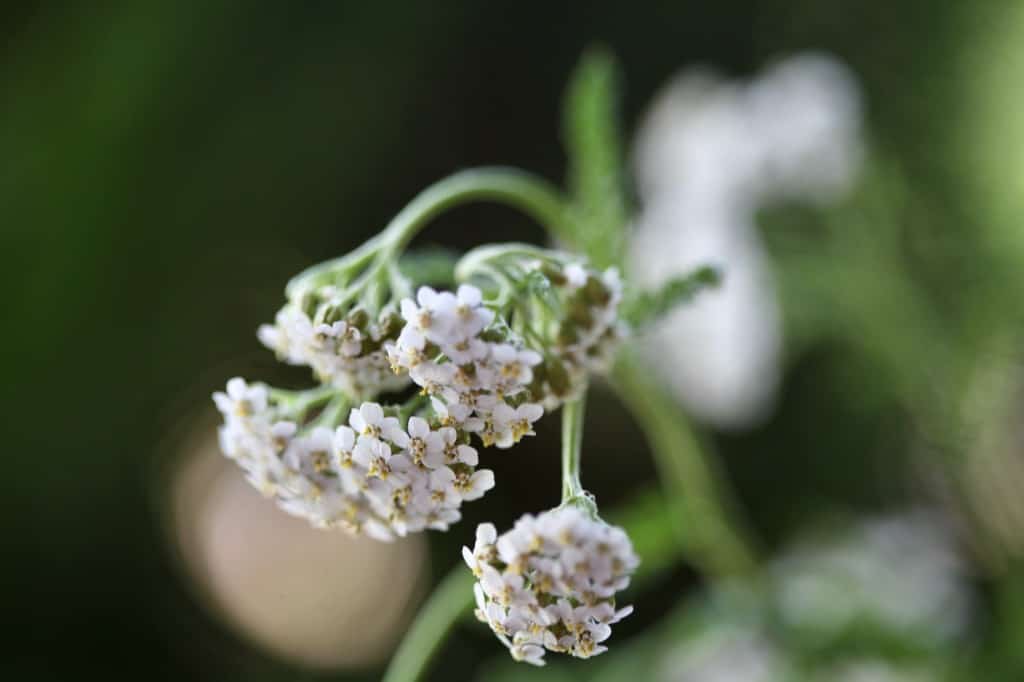 wilting yarrow flower heads