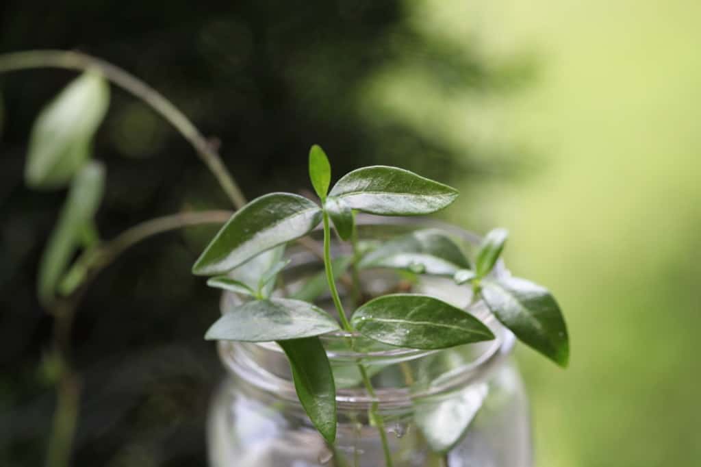 vines in a mason jar, awaiting transplanting