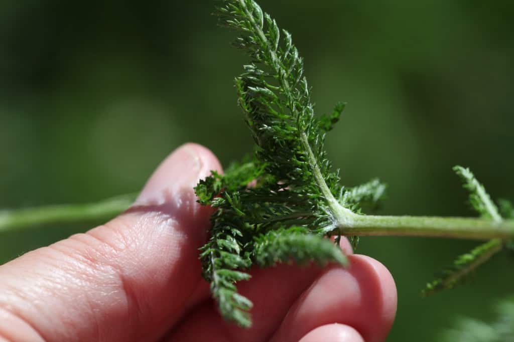 stripping yarrow leaves from the bottom two thirds of the stem