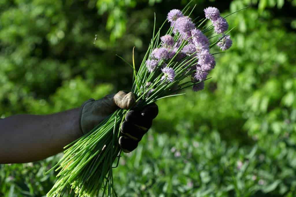a gloved hand holding a bouquet of chives