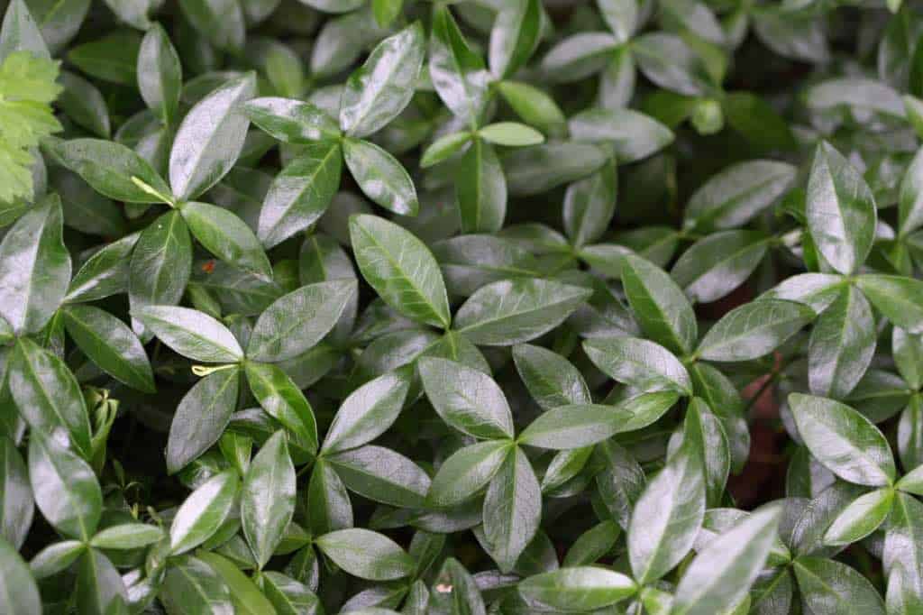 the glossy green leaves of periwinkle make for an attractive ground cover