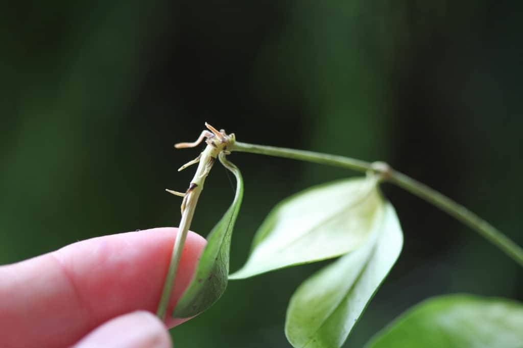 roots on a node on a periwinkle stem