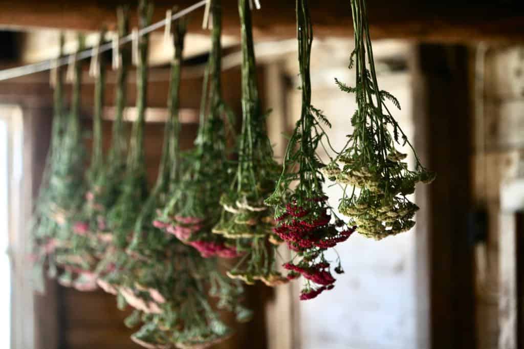 yarrow suspended from a drying line to dry