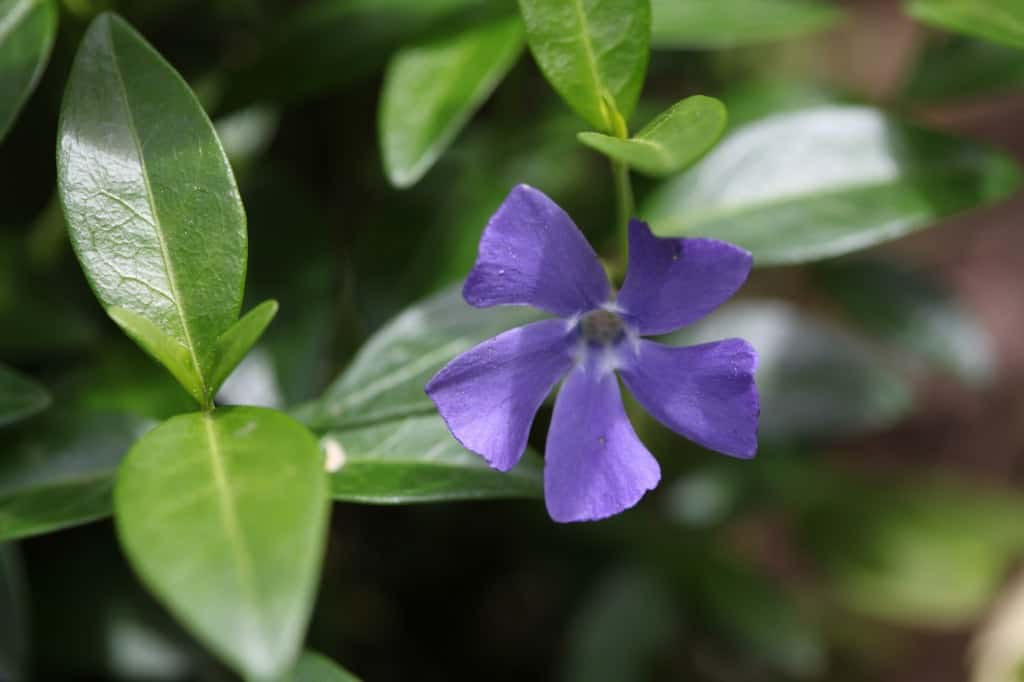 periwinkle leaves and purple flowersin the garden
