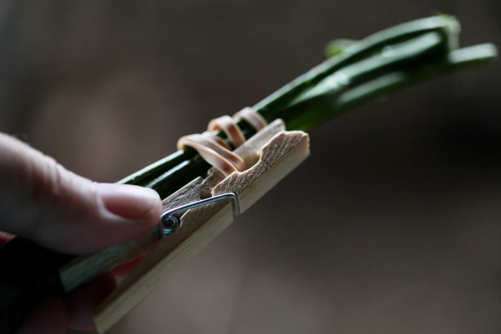 a hand holding flower stems with a clothespin attached