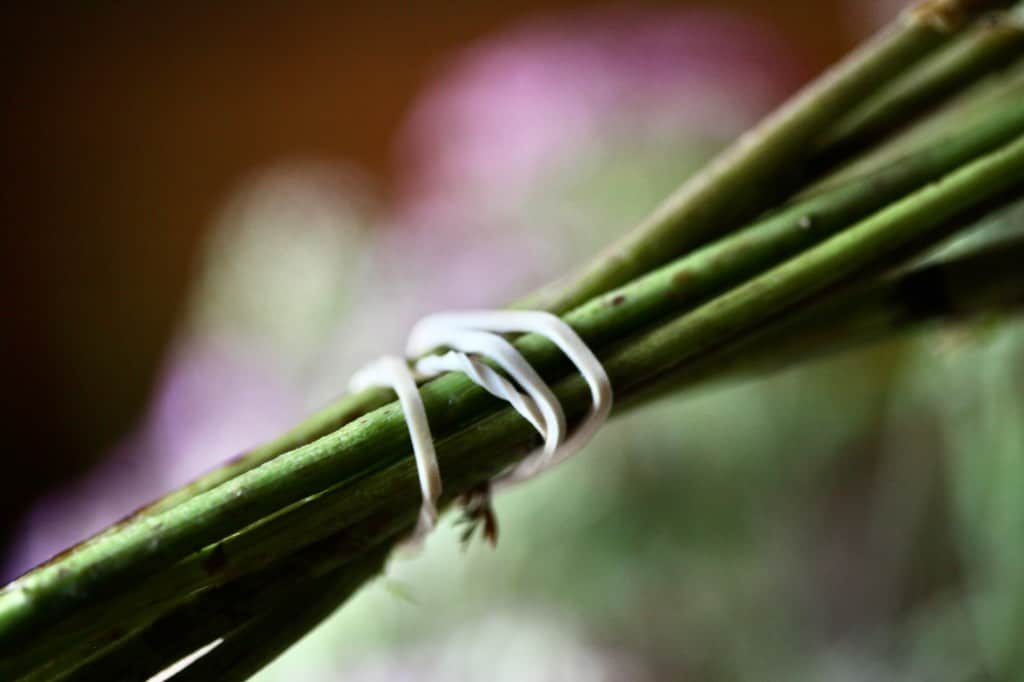 an elastic band on yarrow stems