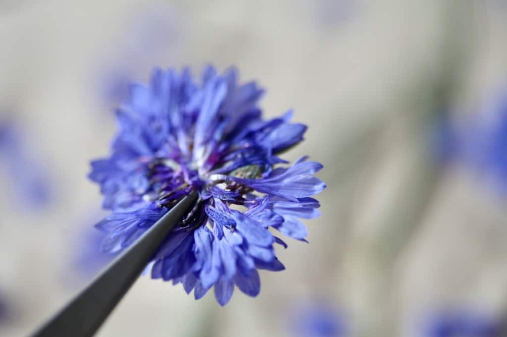 a pressed blue flower