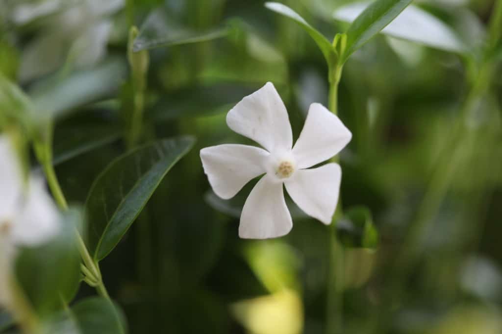 a white periwinkle flower