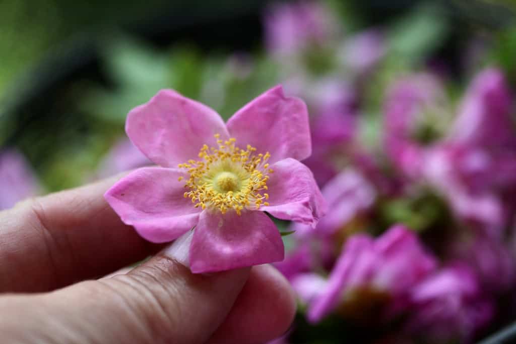 a hand holding up a pink wild rose flower