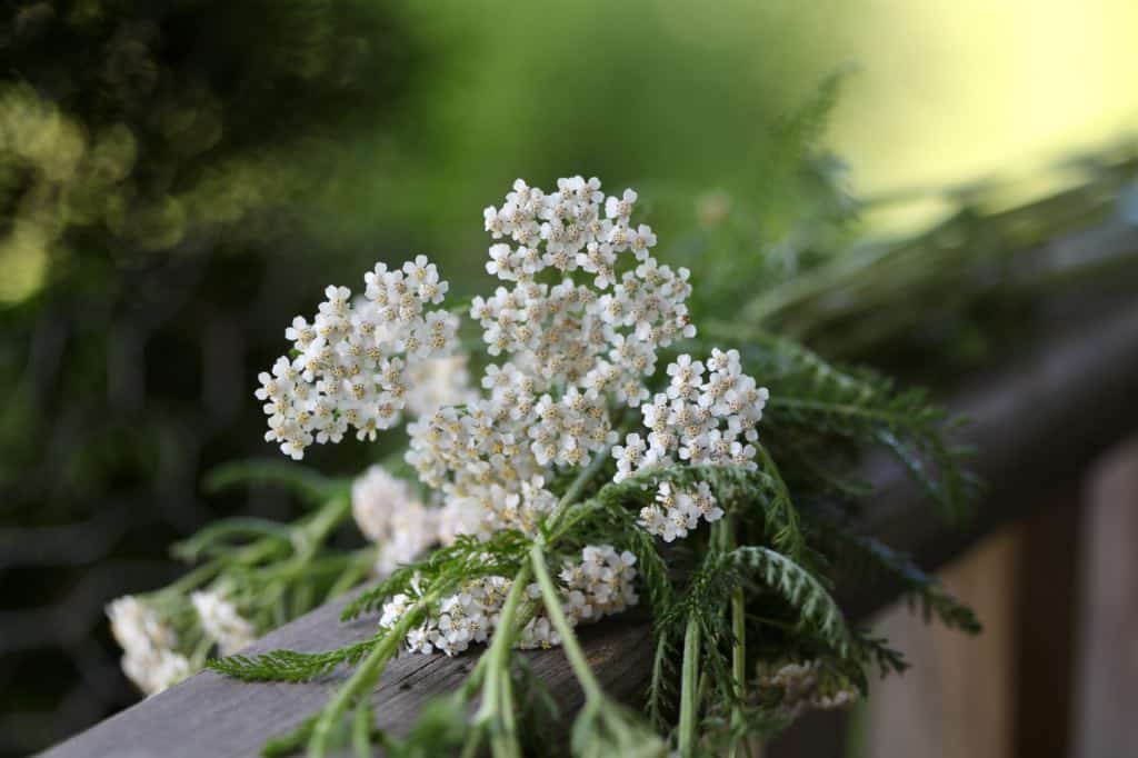 wild yarrow on a wooden railing, foraged for tea