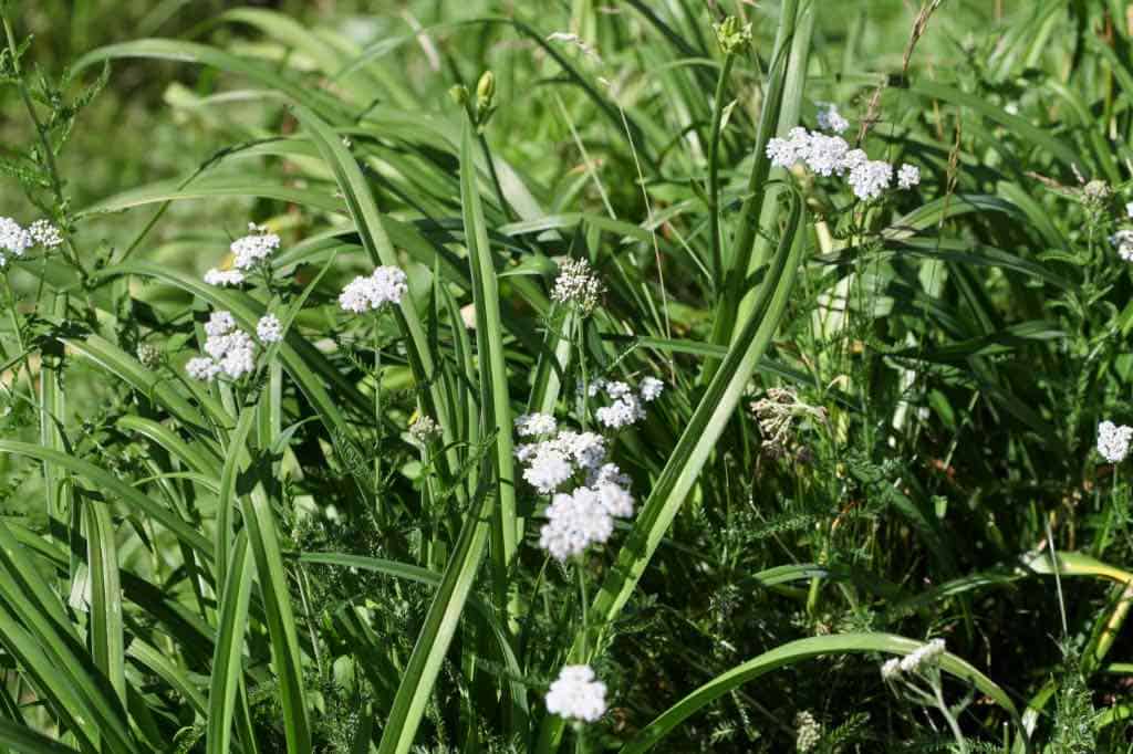 wild yarrow growing with the daylilies