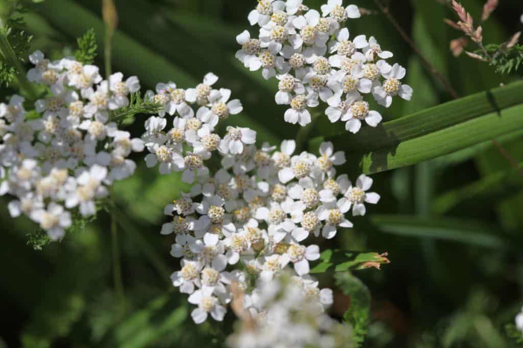 white flowers of wild yarrow