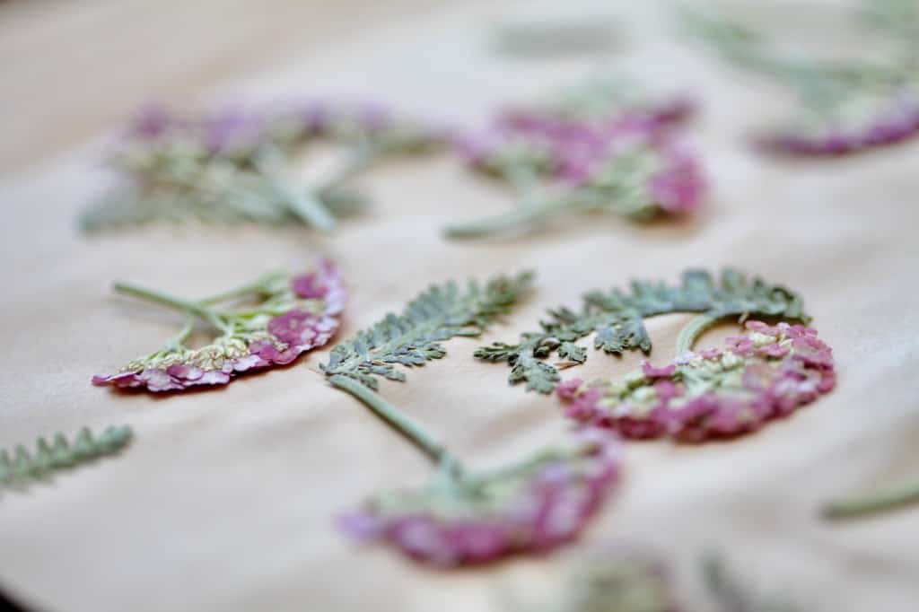 pink flowers after a day of pressing