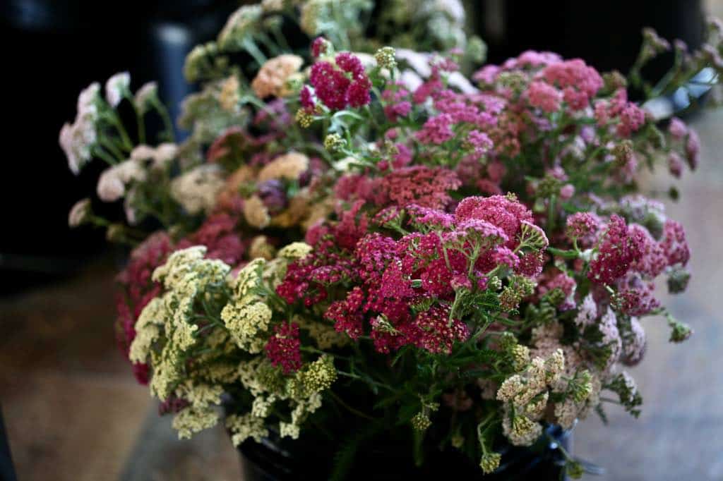 yarrow bundled in similar colors before drying