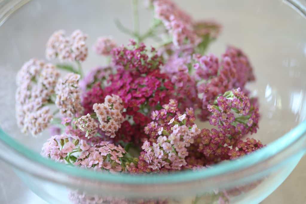 yarrow in a bowl for silica gel application