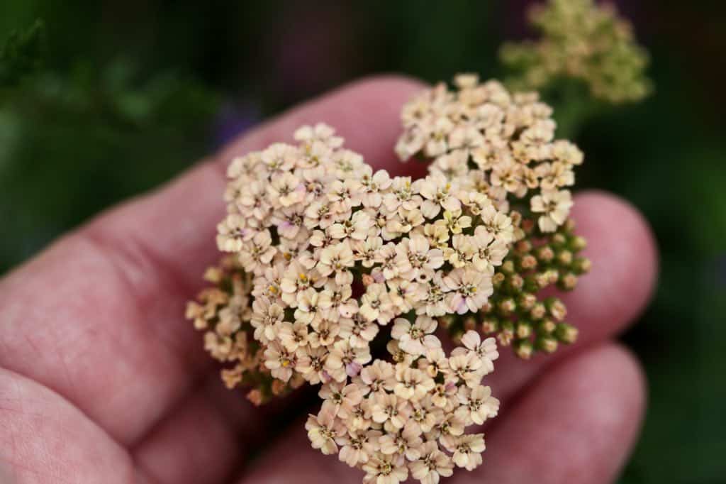 a hand holding an apricot coloured yarrow flower