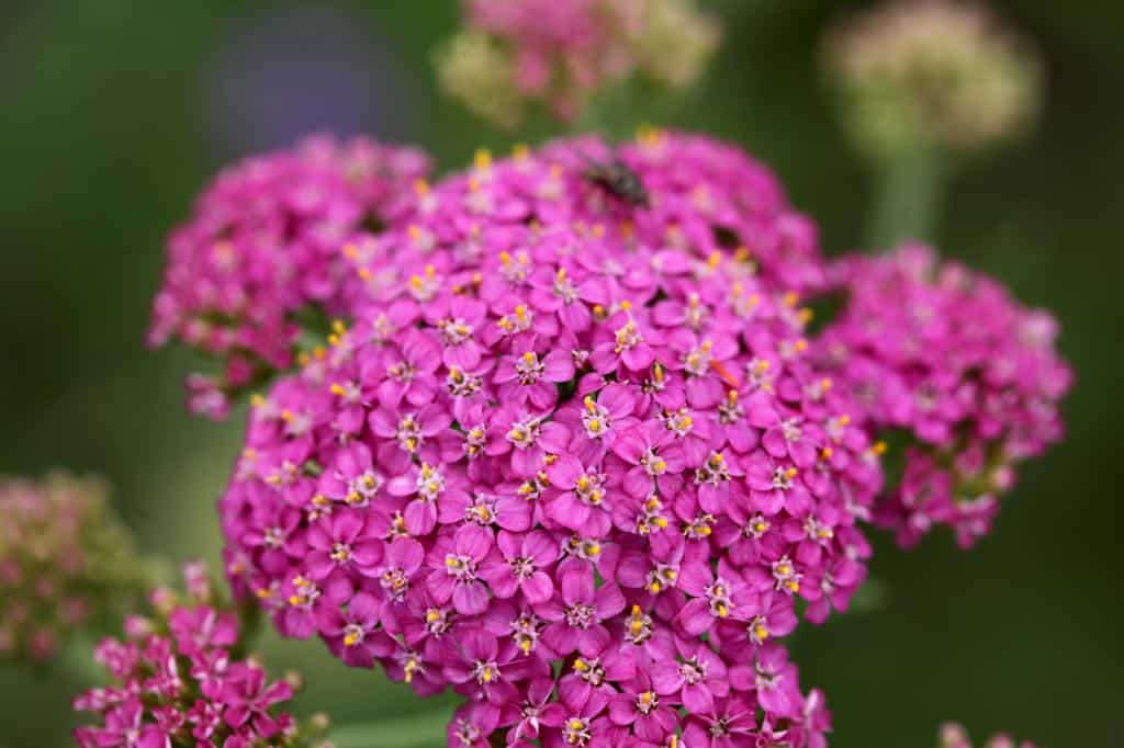 a pink yarrow flower