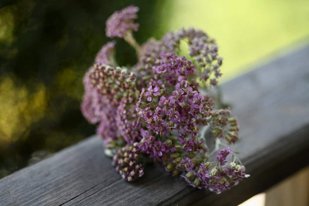 yarrow flowers dried in silica gel on a wooden railing