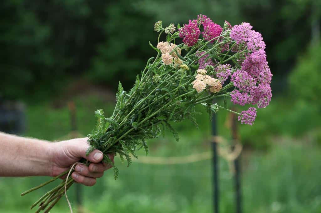 a hand holding a bouquet of yarrow flowers