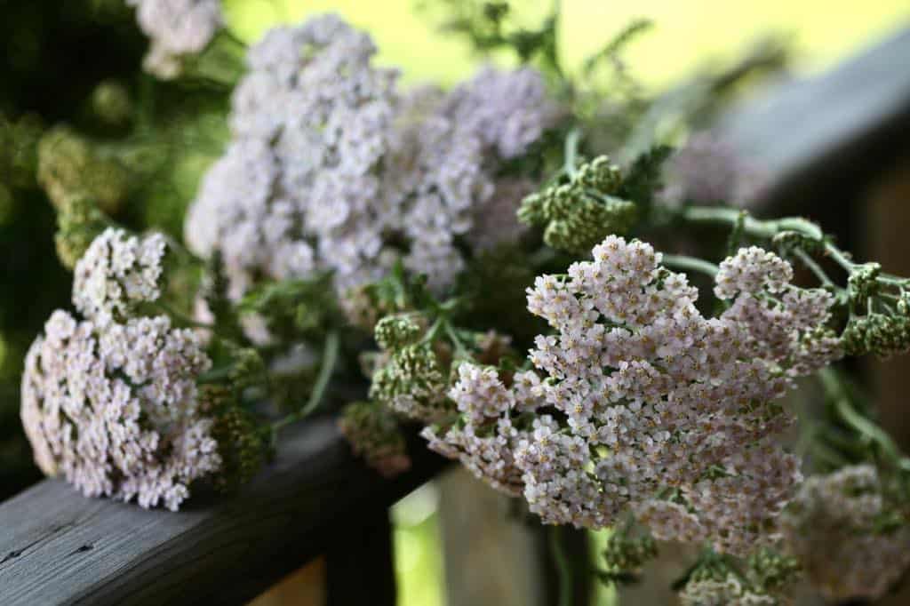 white yarrow on a wooden railing
