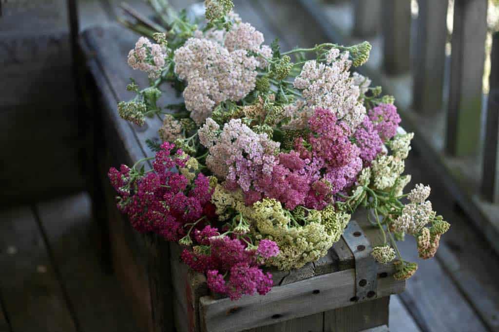 different colors of flowers on a wooden box