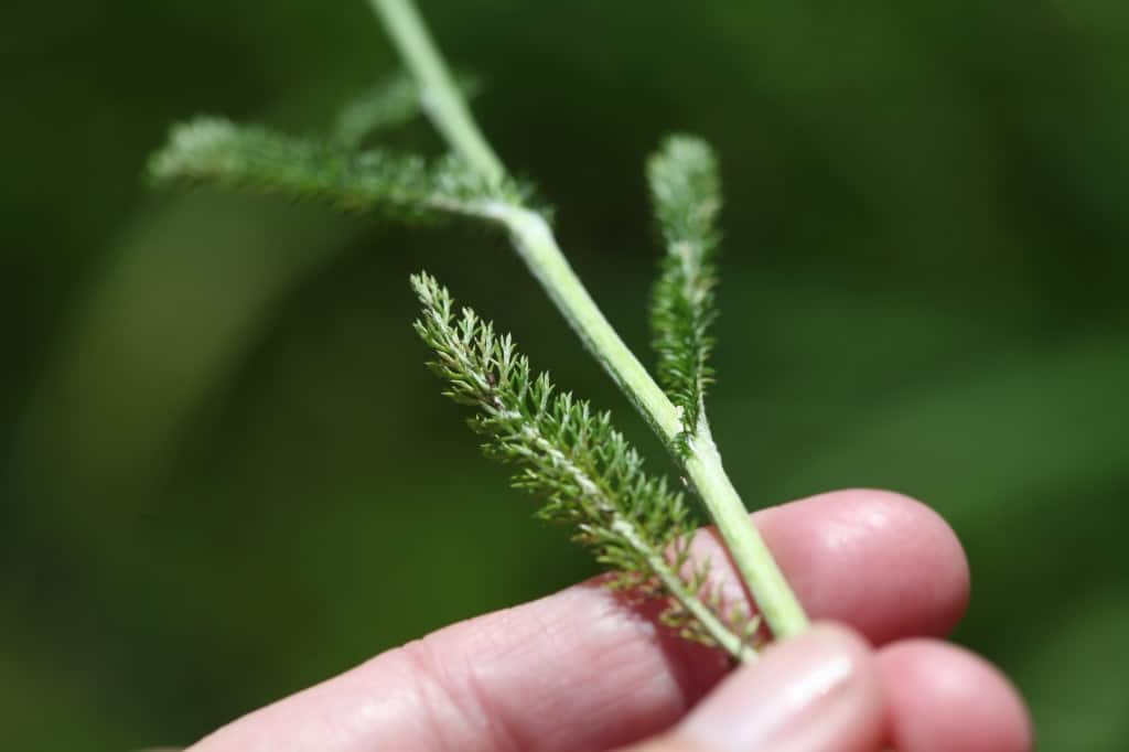 yarrow leaves- note the feathery texture