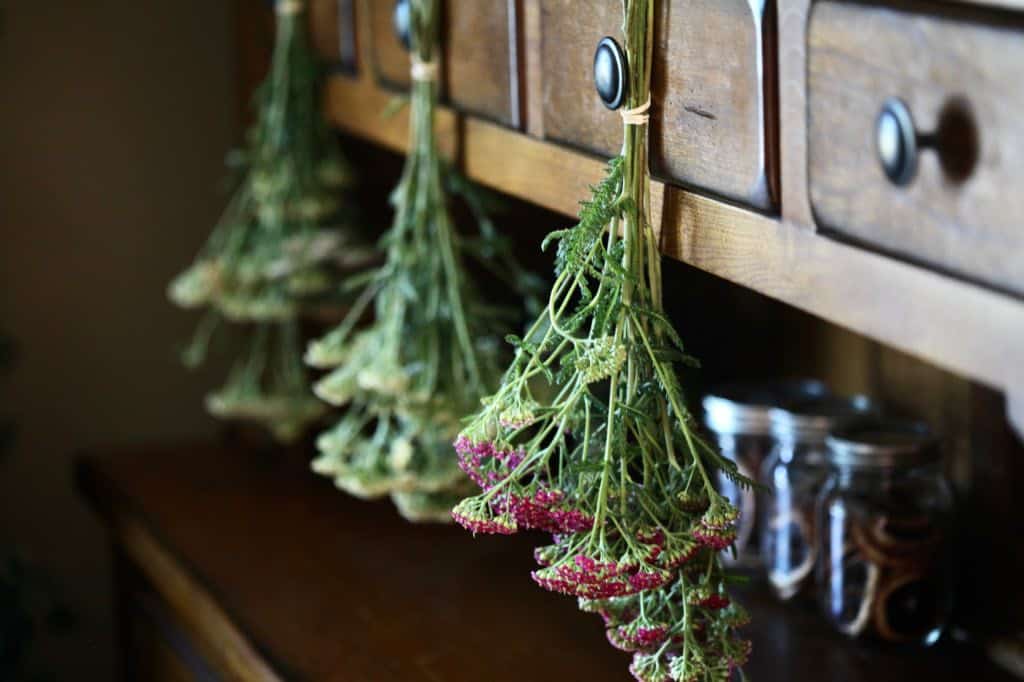 yarrow hanging to dry