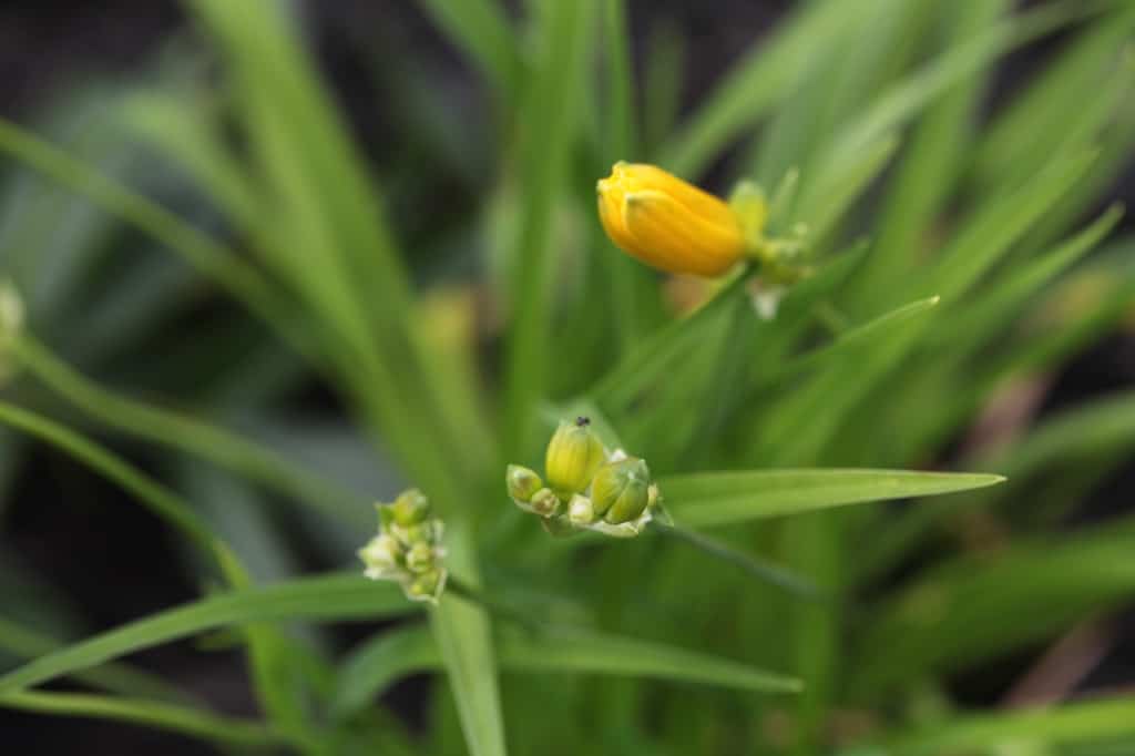 Stella D'Oro flower buds forming on scapes