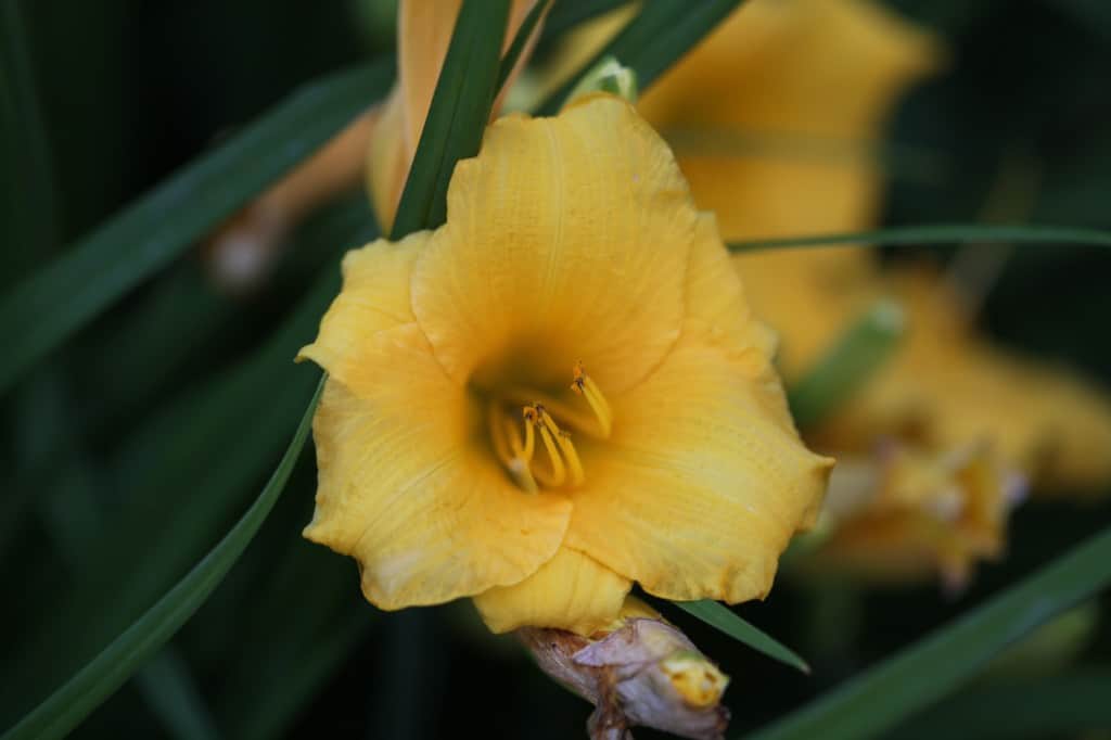 Stella D'Oro flowers are gold with a small green throat